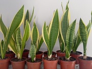 Sansewieria, język teściowej