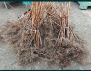 Sadzonki malin posiadam do sprzedania