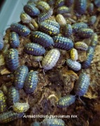 Isopody Armadillidium granulatum klasyczne