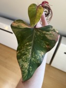 Philodendron Strawberry Shake