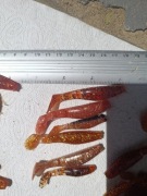 Kopyta szczupakowo-okoniowe