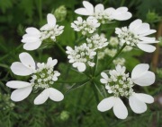 Orlaja wielkokwiatowa (Orlaya grandiflora) 10n