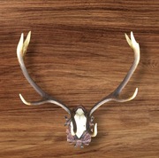 Poroże jelenia na desce