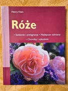 Henry Klein Róże sadzenie i pielęgnacja, najlepsze odmiany, choroby i szkod