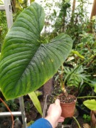 Philodendron furcatum