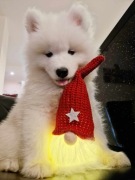 Samoyed - szczenięta ZKwP