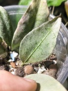 Hoya Amicabilis Silver - ukorzeniona jednolistna