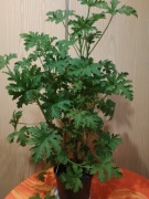 Roślina lecznicza, kwiat geranium, anginka, cytrynka, pelargonia 60cm