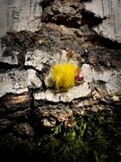 Micro jig na białoryb