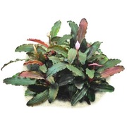 Bucephalandra Theia Green duża sadzonka warto!!! Promocja puszcza kwiatki