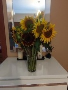 słonecznik kwiatowy