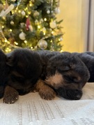 Owczarki Niemieckie Krótkowłose szczeniaki ZKW FCI SV