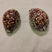 Zestaw 2 muszli porcelanek (Cypraea tigris) – naturalne, kolekcjonerskie