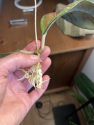 Hoya Ah041 hoja hoja