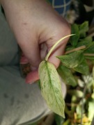 monstera laniata mint-cięty szczyt