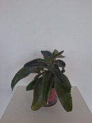 Kalanchoe- żyworódka pierzasta