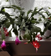 Grudnik szlumbergera 4 szt komplet