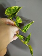 Epipremnum Shangri la/ Godzilla variegata kolekcjonerska sadzonka cięta 