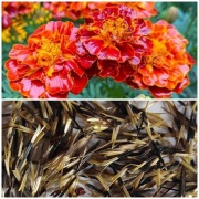 Aksamitka nasiona aksamitki