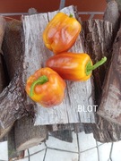 Papryka blot   kolekcjonerska