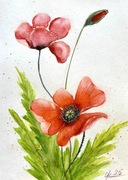 Maki Original Akwarela 30*21cm