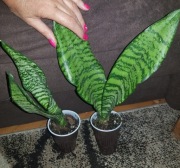 Sansevieria Zeylanica 
