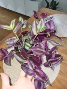 Trzykrotka bardzo duża zebrina