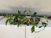 Zestaw roślin Philodendron, Epipremnum