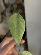 Hoya coriacea silver | hoja, hoya