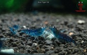 Krewetki Caridina Blue Tiger OE Orange Eyes ZAMIANA GRATIS PROMOCJA