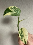 Monstera Adansonii Sp. Laniata Variegata - sadzonka  ukorzeniona