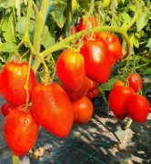 SAN MARZANO REDORTA pomidor Kolekcjonerski