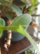 Tradescantia sillamontana Trzykrotka zamszowa cięta 