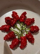 Nasiona papryka chili Capsicum Annuum Zou-Pi ( najwcześniejsza odmiana)