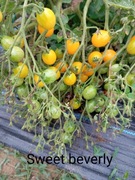 Zestaw  multiflora kolekcjonerski