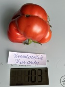 Pomidor Kremlowskie Kuranty nasiona kolekcjonerskie