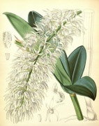 Orchidee- Kwiaty reprint XIX w. grafik