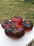 Blue Tom pomidor kolekcjonerski