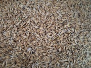 Owies odmiana Telmor w pierwszym roku po kwalifikacie, ok 6 ton