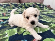 Szczeniak Bichon Frise