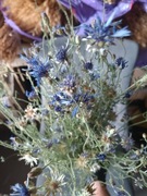 Chabry bławatki naturalne suszone  kwiaty ziele dla gryzoni