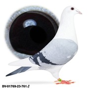 Młode 2025 Inbred Porsche 911 Oryg. Drapa Para nr 2 