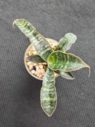 Sansevieria Tabby Green - sadzonka ukorzeniona
