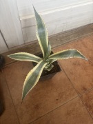 Agave, agawa,,americana variegata” duża roślinka