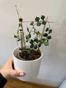 Hoya Curtisi - młoda roślina 