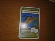 Najprzebieglejsze Czapla Zielona nr 73 Super Zwierzaki Biedronka
