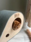 Maine Coon koty rasowe