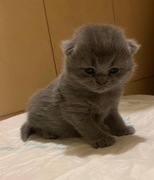 Kot Kotek Brytyjski z rodowodem