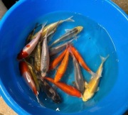 Karpie Koi - hodowla k. Poznania