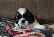 Shih tzu,śliczny szczeniak tri color,rezerwacja